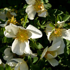 Dogrose or briar. Fragrant flowers in sunny summer day.