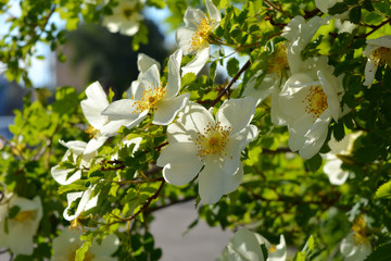 Blooming dogrose in city greening. Fragrant white flowers.