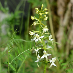 Platanthera bifolia. Beautiful white flowers. Wild nature in the city.