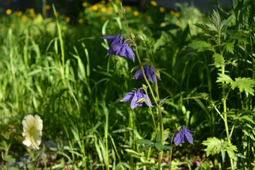 Aquilegia and petunia flowers in city yard. Guerrilla gardening.