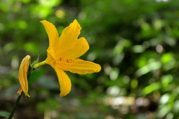 Fototapeta premium Yellow day-lily on green leaves background.