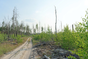Forest dirt road in central Russia.