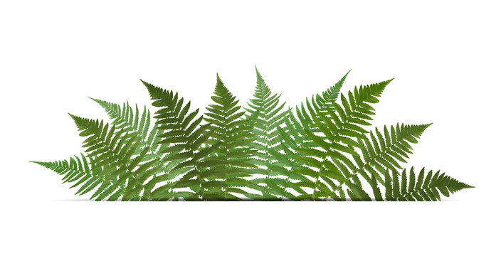 Fern Leaf Vector Background  with White Frame Illustration