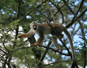 Obraz premium Squirrel Monkey holding branch