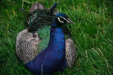 Obraz premium Closeup Peacock