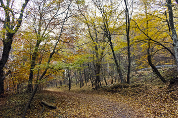 Fototapeta premium Autumn Landscape with yellow trees, Vitosha Mountain, Sofia City Region, Bulgaria