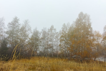 Autumn Landscape with yellow trees, Vitosha Mountain, Sofia City Region, Bulgaria