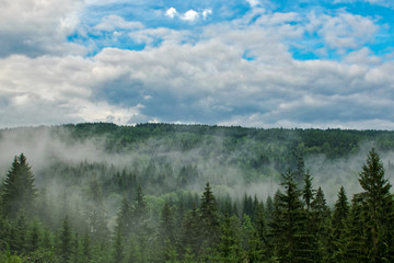 Misty forest after a thunderstorm