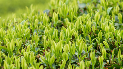Fototapeta na wymiar Japanese green tea plants close-up