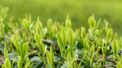 Japanese green tea plants close-up
