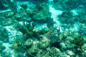 Underwater photography of the Caribbean Sea. Corals and fish