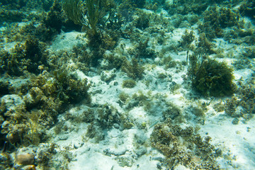 Naklejka na ściany i meble Underwater photography of the Caribbean Sea. Corals and fish