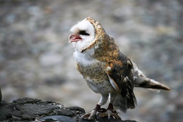 Owl on wall