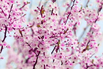 Spring flowers of cherry blossom
