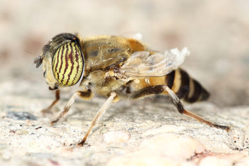 macro of a fly 