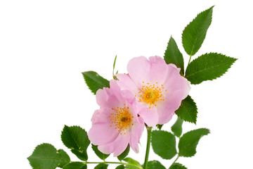 Rosehip flowers with leaf isolated on white background