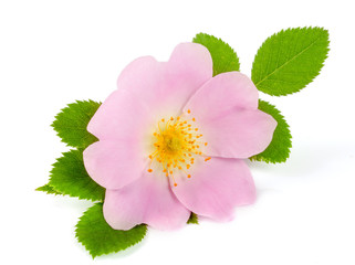 Rosehip flower with leaf isolated on white background