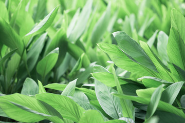 Green leaf abstract background