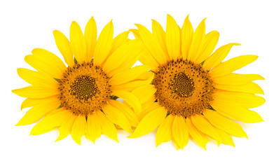 Two sunflowers isolated on white background close-up
