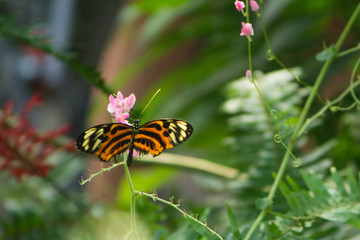 Orange, black, and yellow butterfly with a pink flower