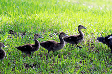 Juvenile Ducks in a Row