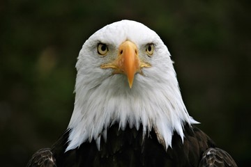 American Bald Eagle staring at Camera