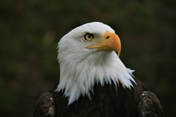 Fototapeta premium American Bald Eagle looking away