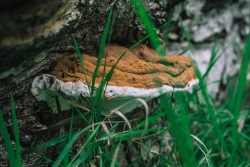 Mushroom in forest