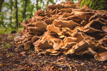 Große Pilzkolonie am Waldboden