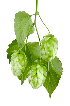 hop cones with leaf isolated on white background close-up. Top view