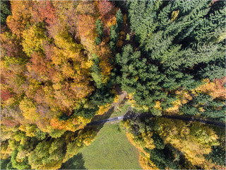 Aerial view to the autumn colored forest.