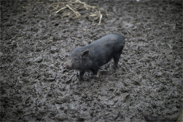 Piglet of the wild boar.