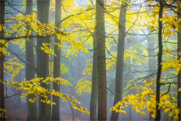 Autumn yellow forest with white fog.