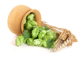 hop cones in a wooden bowl with ears of wheat isolated on white background close-up