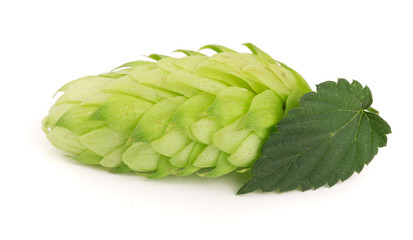 hop cone with leaf isolated on white background close-up