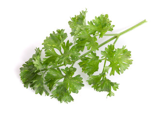 Curly parsley isolated on a white background