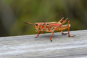Grasshopper bright orange on grey wood railing