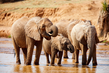 Wild elephants in Africa
