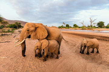 Fototapeta na wymiar Elephants in Africa