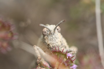 macro/closeup of an head of a grasshopper