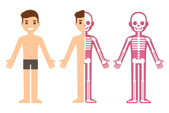 Male skeleton anatomy