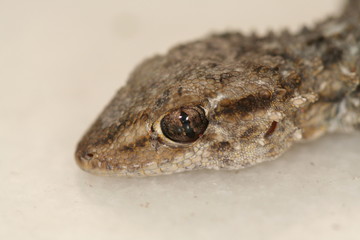 closeup of an head of a gecko