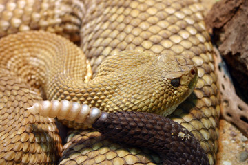 closeup of a rattlesnake