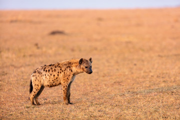 Hyena in Africa