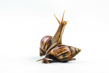 snails on white background  ,Can convey the love of young people or competition