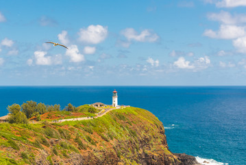 Lighthouse and Bird