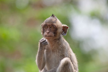 可愛いサル