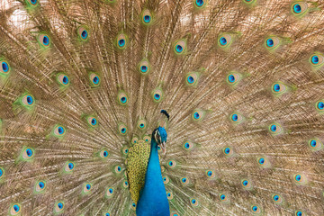 Fototapeta premium Photos of peacocks showing beautiful feathers.