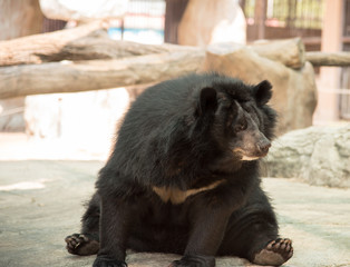 Image of a black bear