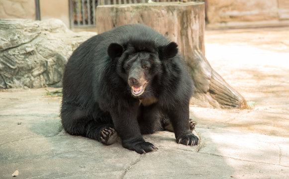 Image of a black bear